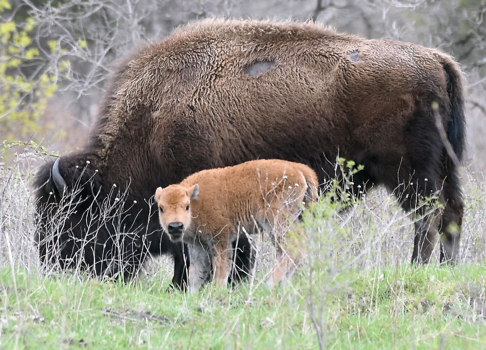 Bison babies 6